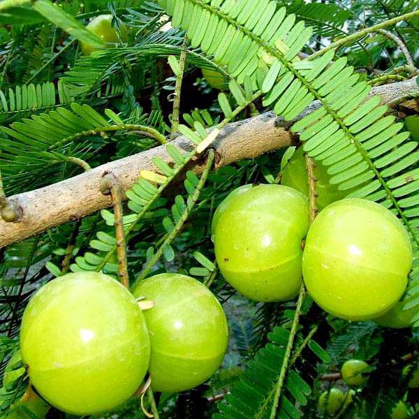 Green Amla Juice Powder (Phyllanthus emblica) Green Amla Juice Powder (Phyllanthus emblica)